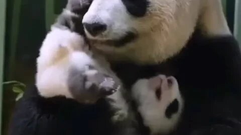 Mama Panda jugando con su bebe #panda #mon #baby