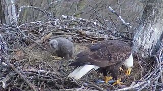 Dad bring fish in for morning feeding at Hays bald eagle nest 4/11/2022