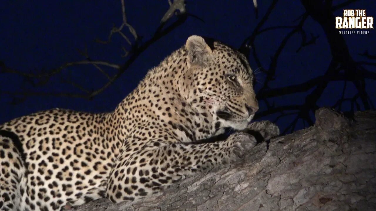 Male Leopard Has An Impala For Dinner