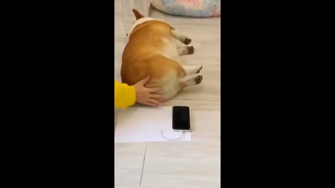 cutest 🥰🥰. animals funny 😂😂. videos🐶🐕🐕. part 7