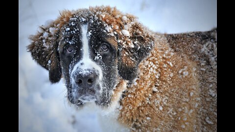 This poor dog froze