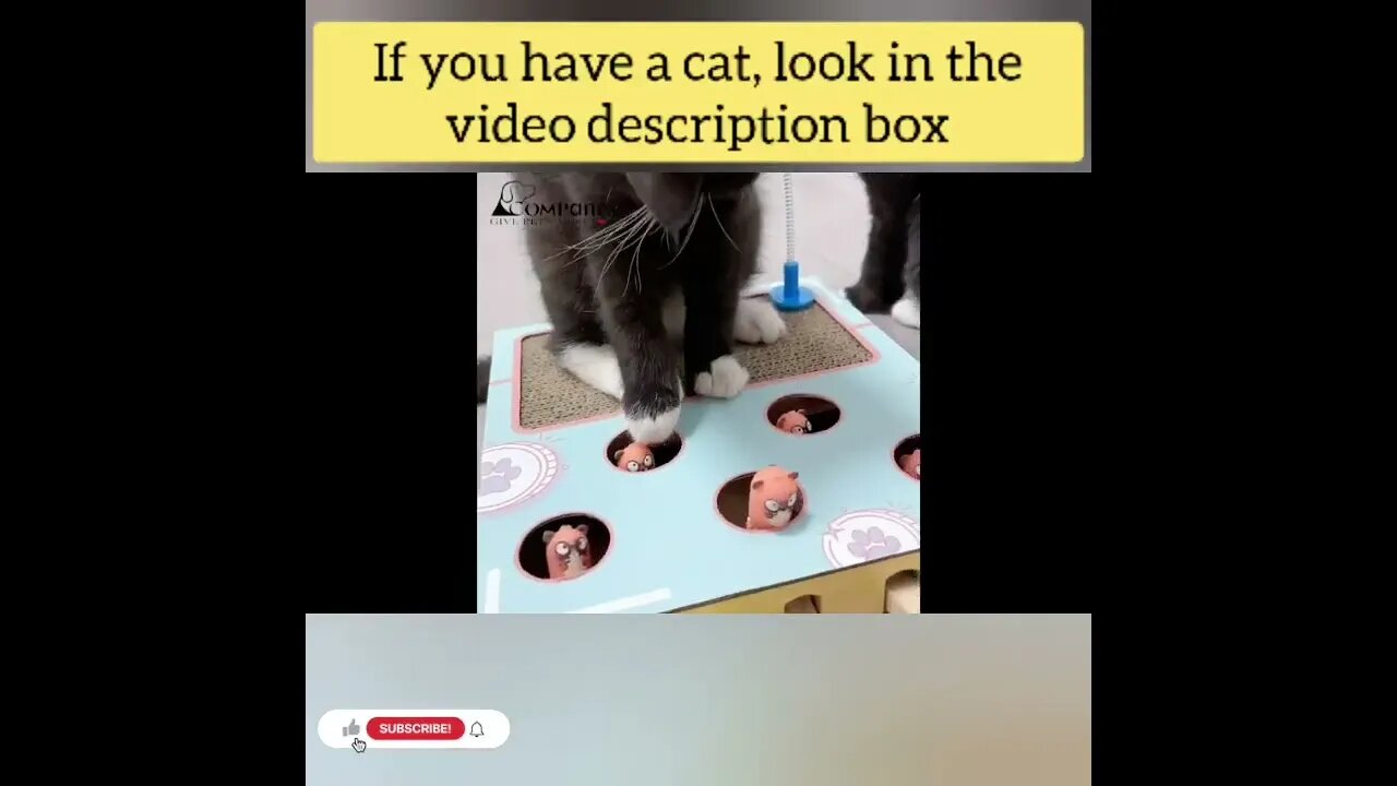 cute cat videos 😹 funny videos 😂142