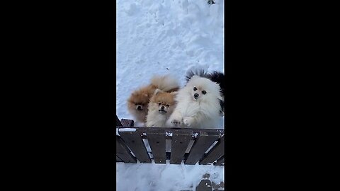 Cute#dogs#funny videos