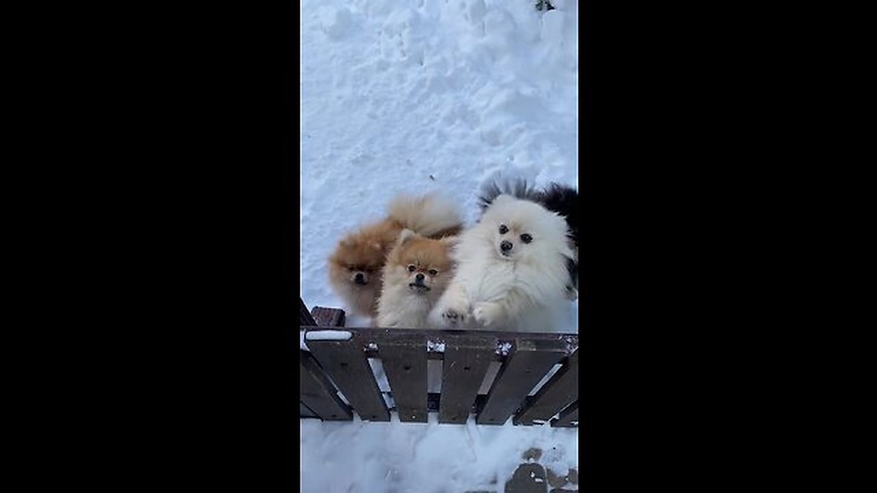 Cute#dogs#funny videos
