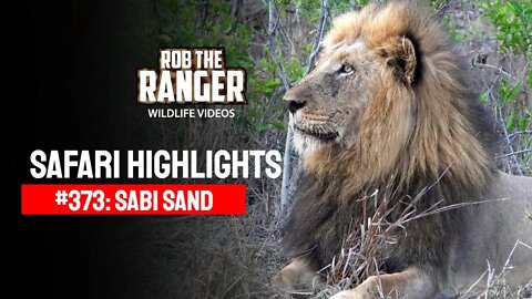 Safari Highlights #373: 20 - 24 October 2015 | Sabi Sand Nature Reserve | Latest Wildlife Sightings