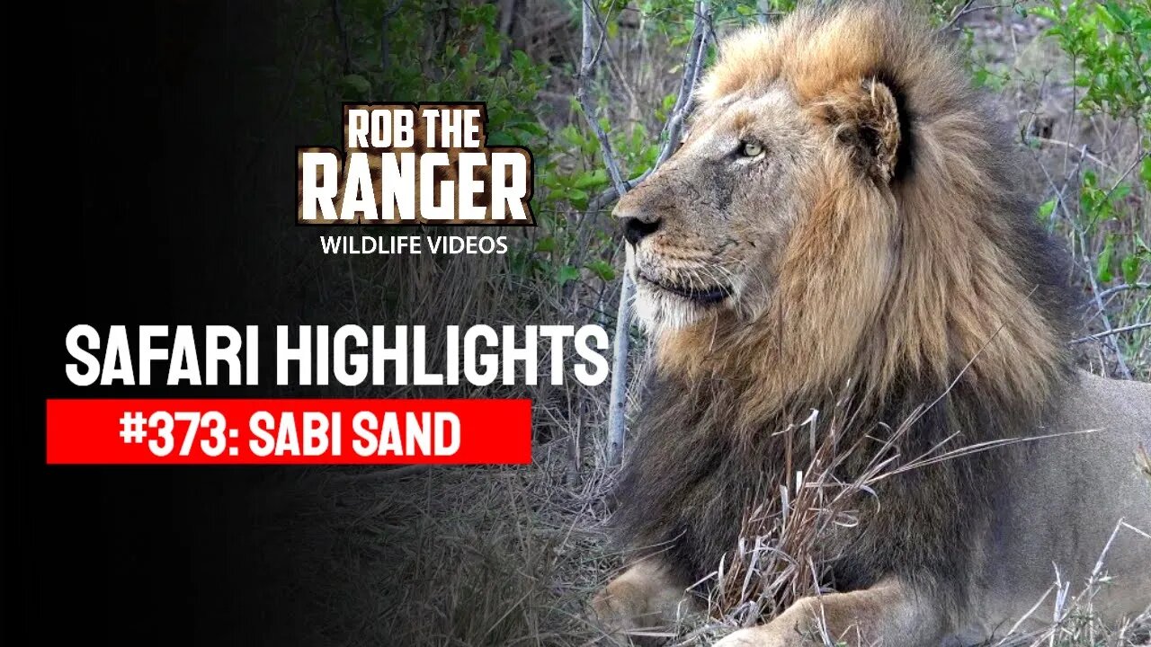 Safari Highlights #373: 20 - 24 October 2015 | Sabi Sand Nature Reserve | Latest Wildlife Sightings