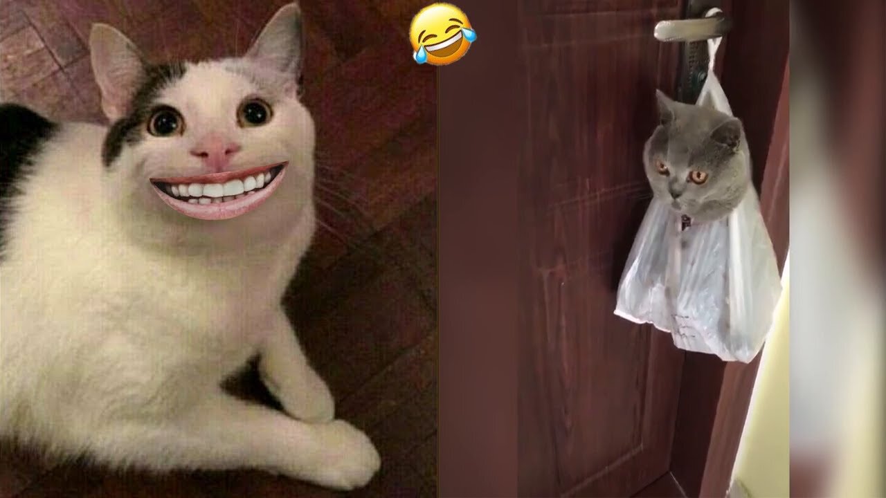 Funny Animals | Funny Cats & Dogs 2023 |