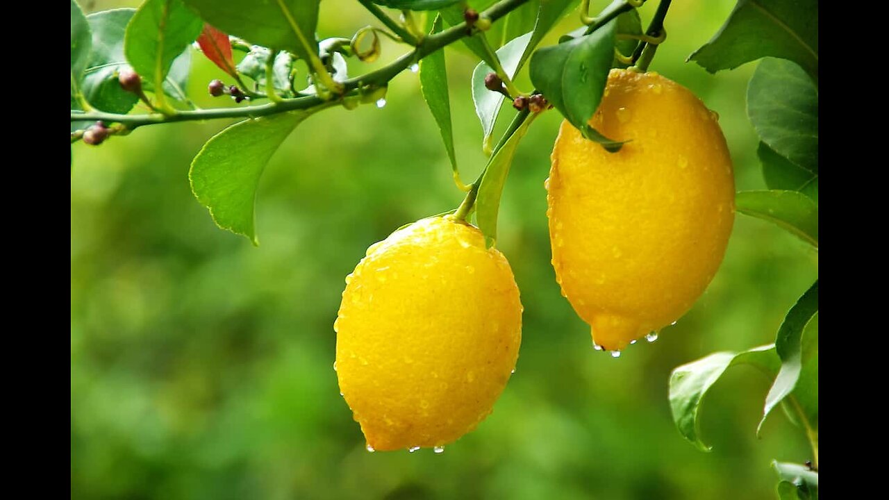 Cost of one lemon 🍋 🍋 US$1.13 in South Korea