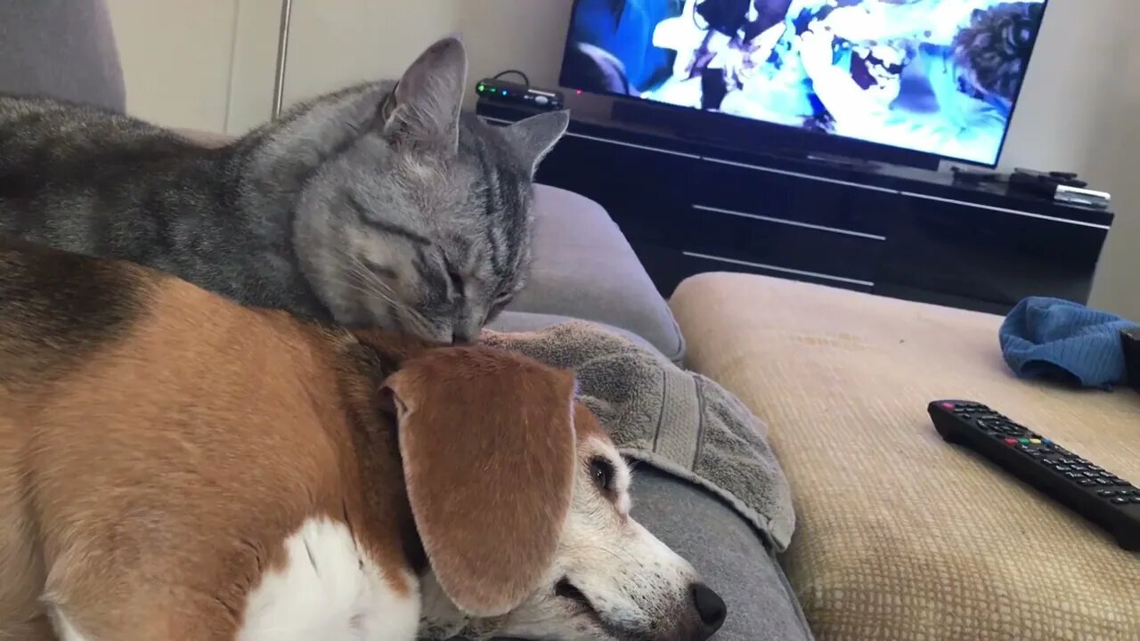 Her cat brother takes care of her