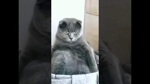 Ti Ceungklak 😹