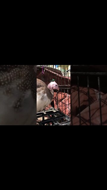 Sweet brown pied guinea fowl keet