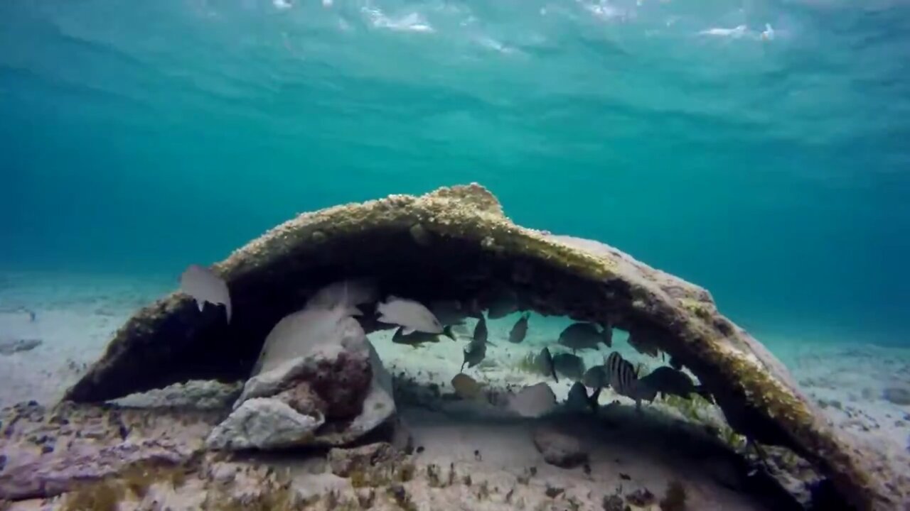 Reef Fish | Cozumel Mexico