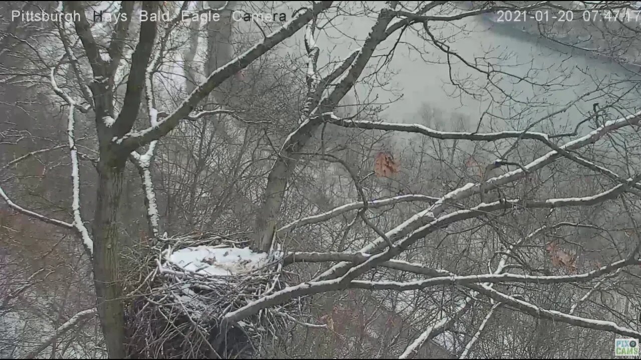 Hays Bald Eagles Mom and Dad awesome tandem flyoff downriver 2021 01 20 746am