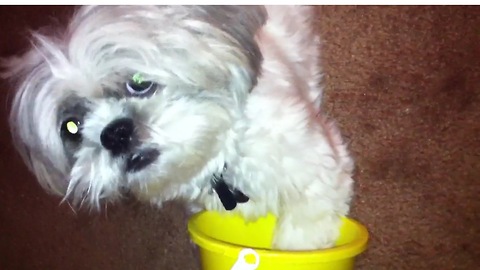 Excited dog has her sand bucket ready for Florida