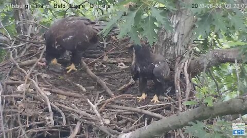Hays Eagles H11 comes in to finish up the catfish 2020 06 23 921am