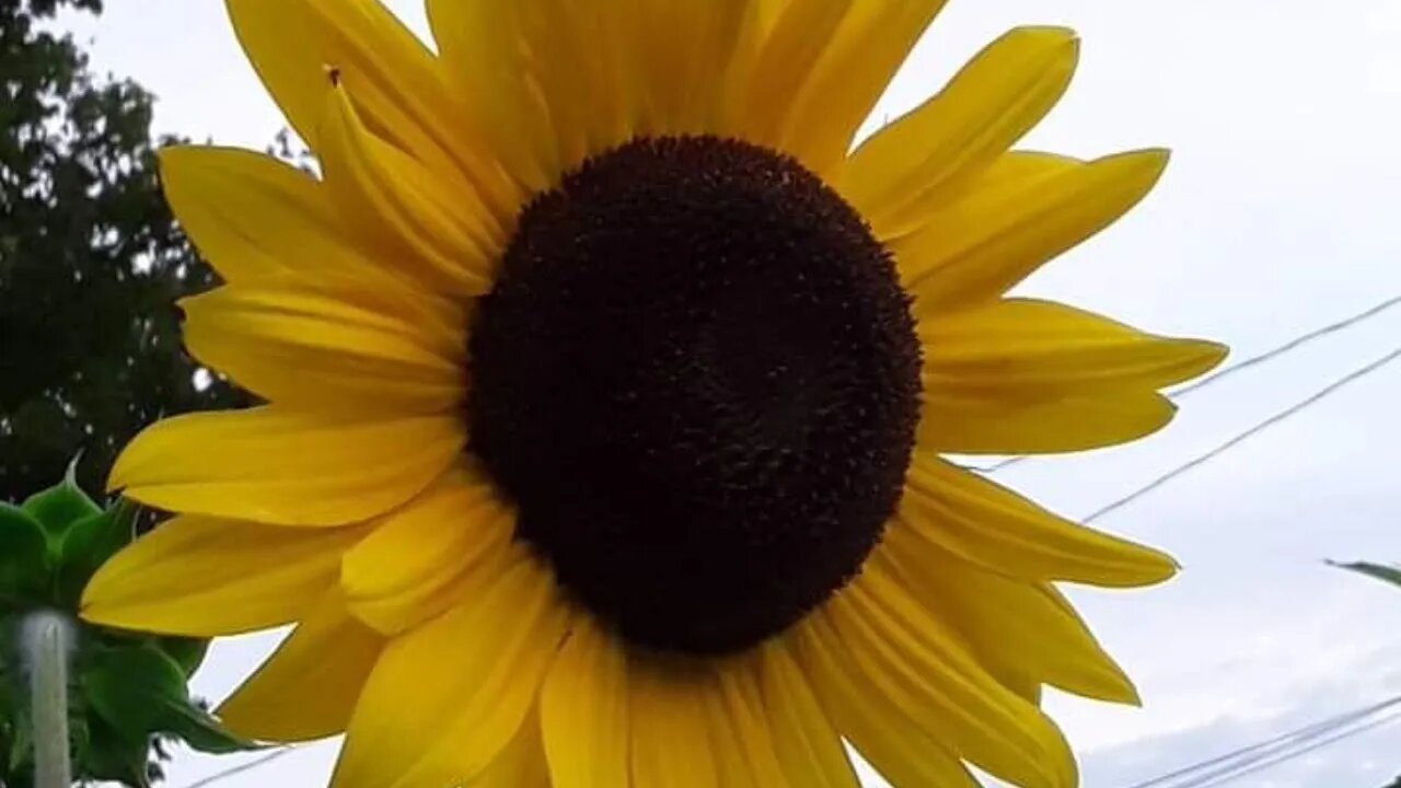 stever jamming for tips and treats!