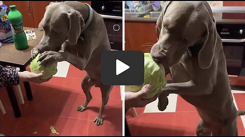 Healthy pup enjoys tasty cabbage snack