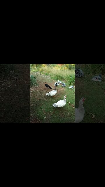 Australian Bush turkey and some Muscovy ducks. An older video i found August 2019