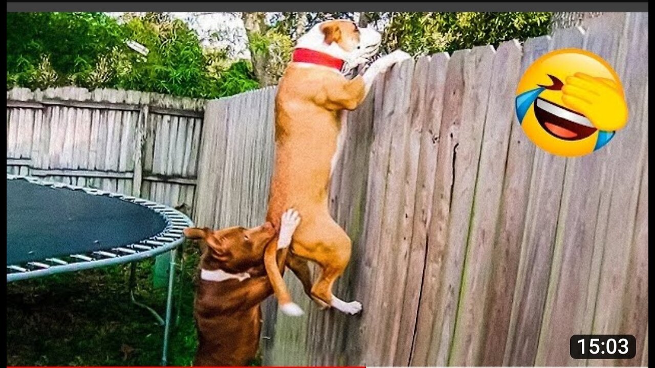 Funny Animal Videos 2022 π - Best Dogs And Cats Videos πΊπ