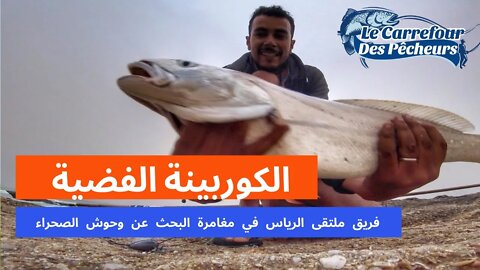 اسماك الكوربين المتوحشة تهاجم طعم السردين الجديد (فريشك) و الحصيلة رائعة اللهم بارك 🐟🐟🎣🎣