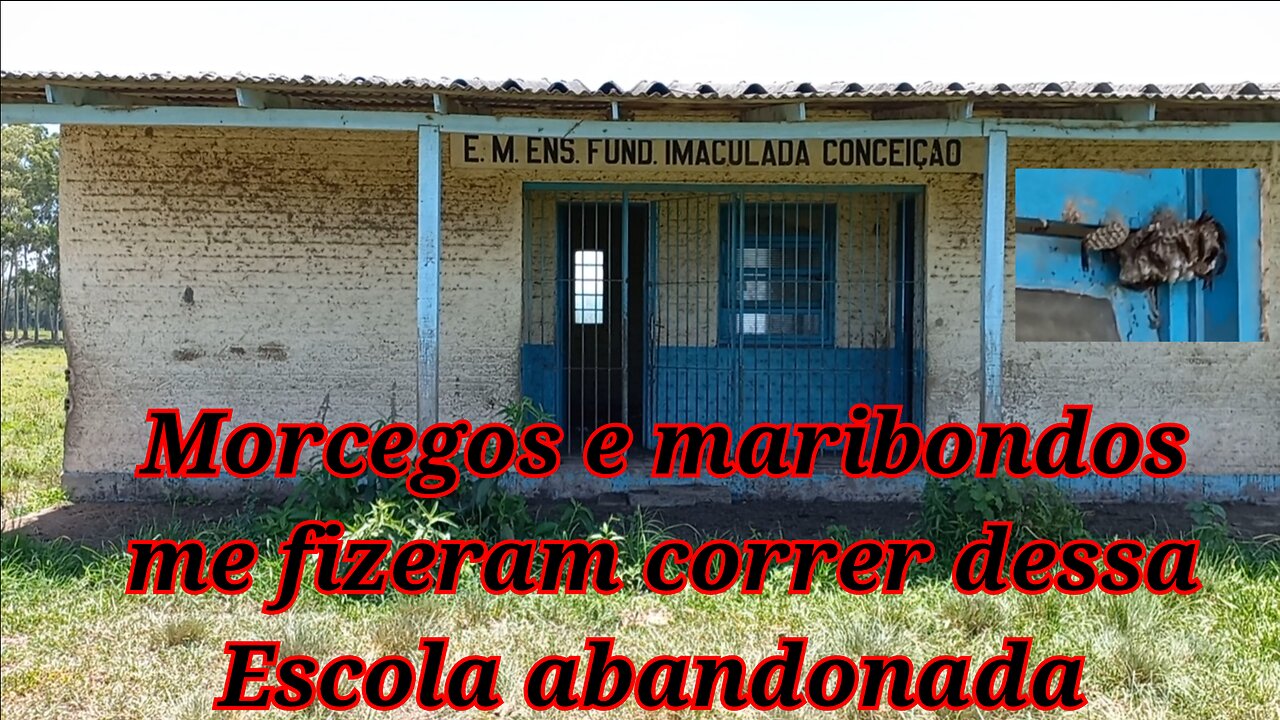 morcegos e maribondos me botaram pra correr nessa escola abandonada