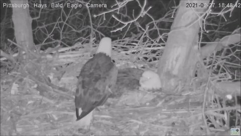 Hays Eagles Dad comes in nest to protect Mom and Eggs 2 27 21 6:47PM