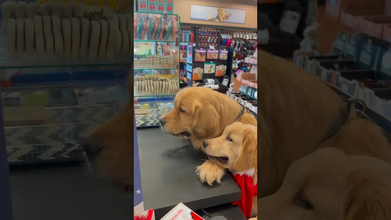 cuteness overload (Christmas edition) #doglover #cute #dogsofinstagram #goldenretriever