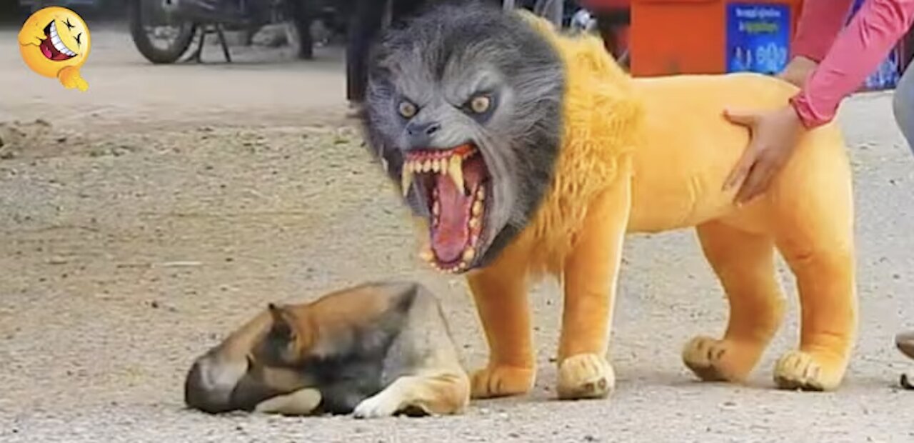 Troll Prank Dog Funny & fake Lion and Fake Tiger Prank To dog & Huge Box Prank to dog