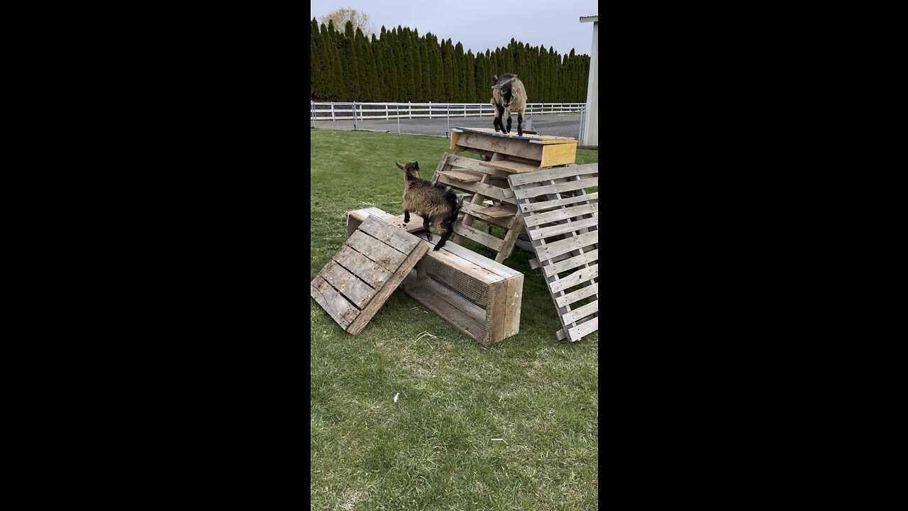 Kid goats just learning their new play area