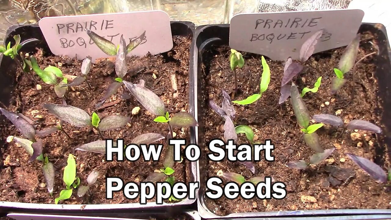 How I Get Pepper Seeds To Sprout In About 7 Days - Step By Step