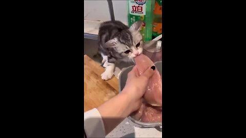 Funny cats compilation ￼