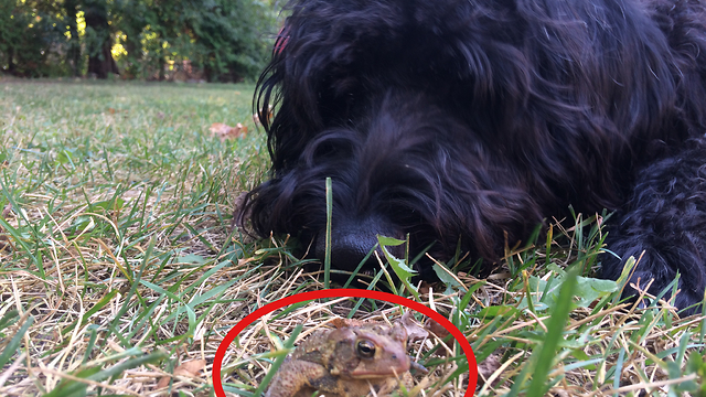 Toad and Labradoodle play the cutest game of tag!