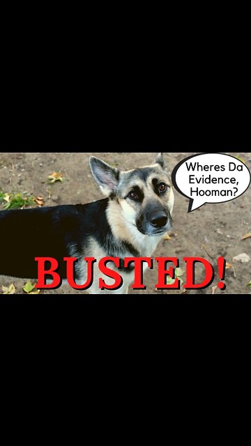 #shorts Gerberian Shepsky Has Muddy Nose From Digging