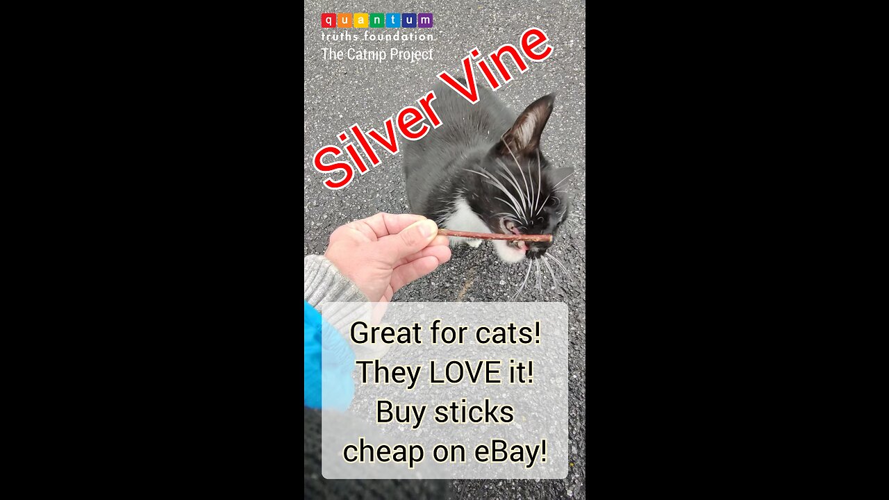 Silver Vine sticks GREAT for cats!