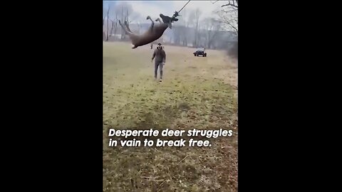 3 Men rescue a deer swinging in the air