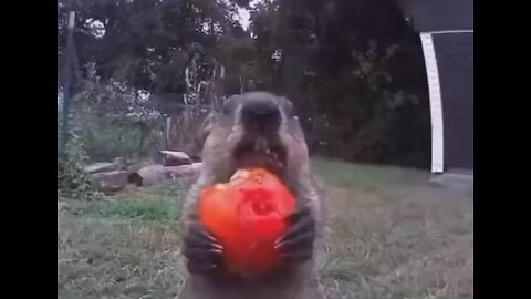 A gardner set up a camera to see who was taking his fruit and vegetables and this is what he saw