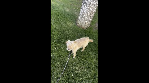 Clemson on a walk