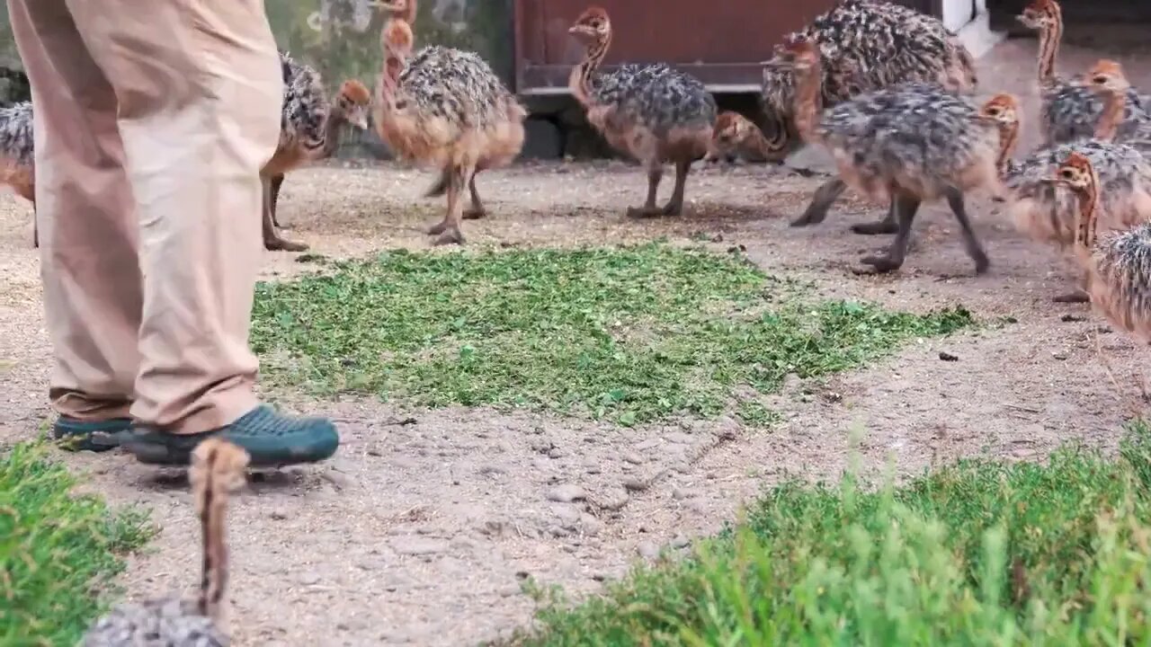 Feeding baby ostriches at farm. Group of baby ostriches eating grass outdoors. Raising ostriches at