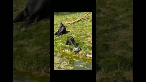 Funny animals fall clips 😂😂🤣🤣#shorts