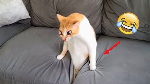 AWW So Funny - Funniest Cats And Dogs Reaction 2022 - Furry Buddy