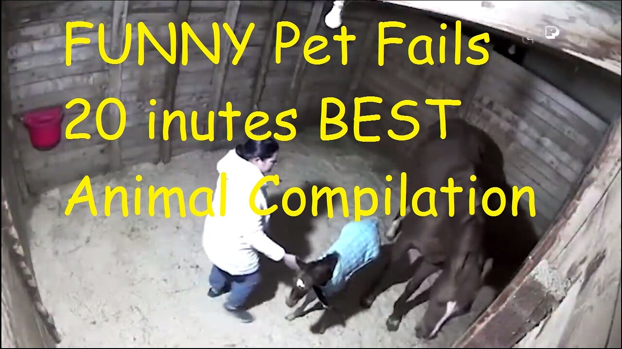 Funny Animals FUNNY Pets Fails 20 Minutes BEST Animal Compilation