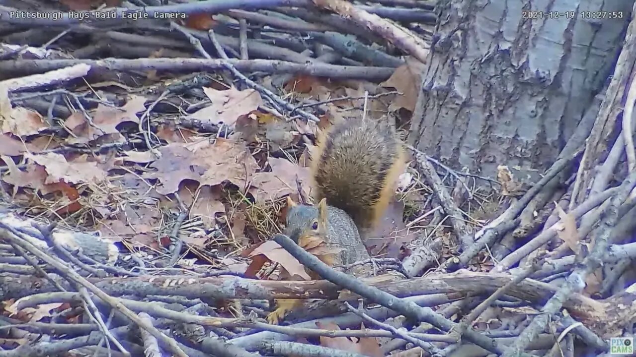 Hays Eagles Squirrel taking leaves from the nest 2021 12 19 13 27 57 895