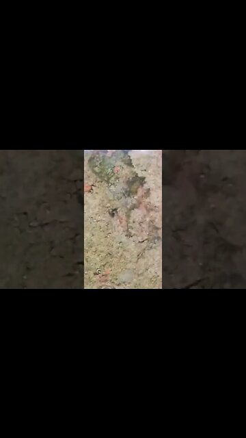 what u see? #shorts #shorts #viral