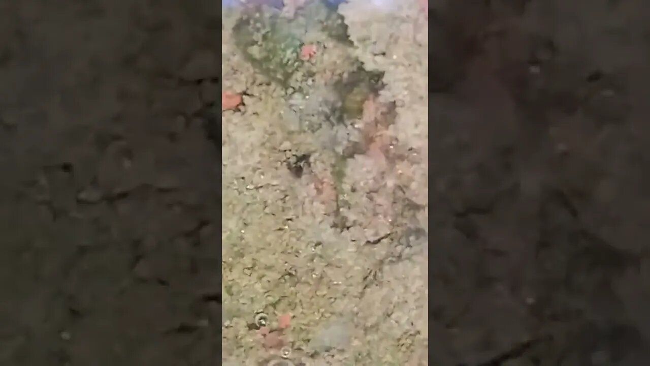 what u see? #shorts #shorts #viral