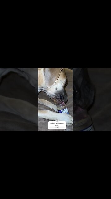 Peanut butter and Gertrude #dogs #dogshorts #funny #happy #love #outdoors #dogsofinstagram #dog