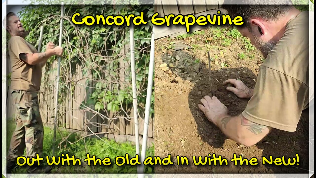 Replacing my Dead Concord Grapevine!