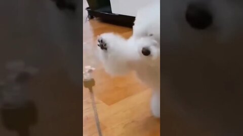 funny dog