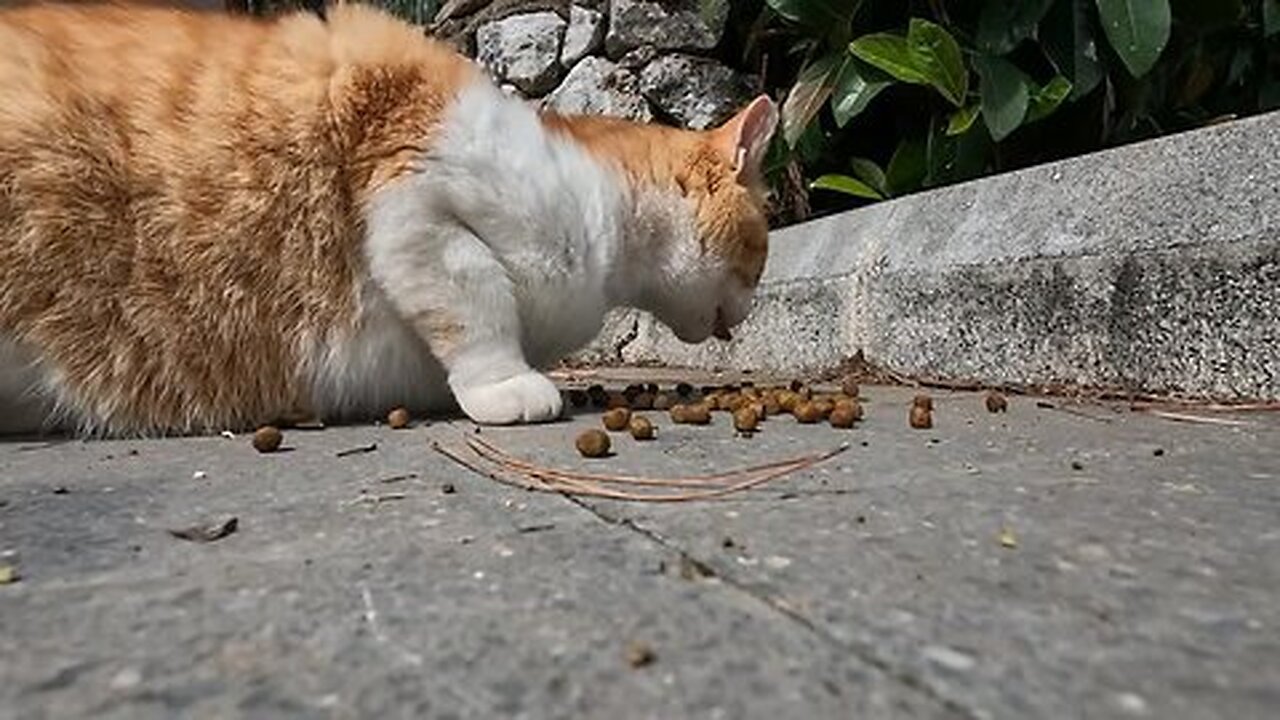 Cute cat talking to me while lying down has a lot to say