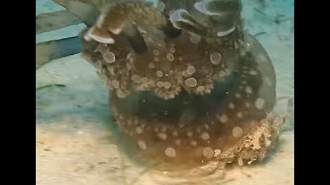 Crab Kidnaps A Jellyfish