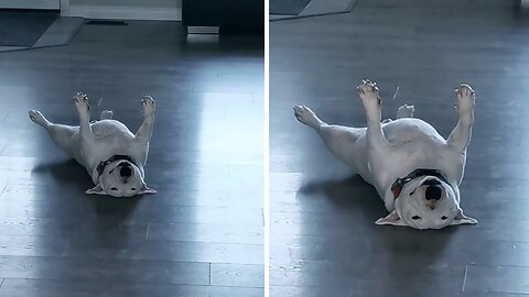 Bull Terrier Hilariously Is The Way He Is